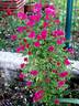 Perla de Alcanada, Cl. rose photo