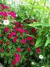 Perla de Alcanada, Cl. rose photo