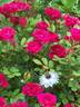 Perla de Alcanada, Cl. rose photo