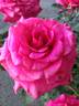 Fame! ™ rose photo