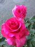 Fame! ™ rose photo