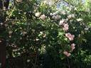Bubble Bath rose photo