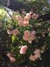 Bubble Bath rose photo