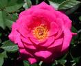 Gloriana rose photo