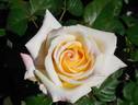 Family Holiday rose photo