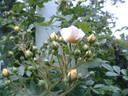 Goldfinch rose photo