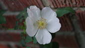 R. glabrifolia rose photo