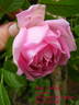 New Century rose photo