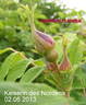 Tsaritsa Severa rose photo