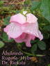 Abelzieds rose photo