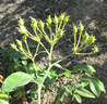 R. cymosa rose photo