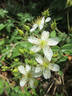R. cymosa rose photo