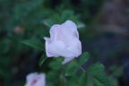 <i>Rosa macrantha</i> 'Daisy Hill' rose photo