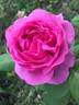Doctor O'Donel Browne rose photo