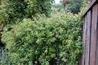 Alba Odorata rose photo