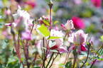 Blumenschmidt rose photo