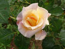 Jan's Wedding rose photo