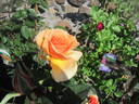 Brandy ™ (hybrid tea, Swim rose photo