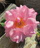 Muriel rose photo