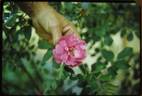 Mme Georges Bugnet rose photo