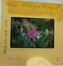 Mme Georges Bugnet rose photo
