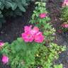 D0701 rose photo