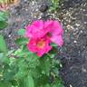 D0701 rose photo