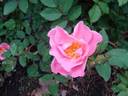 D2302 rose photo
