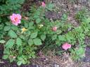 D2302 rose photo