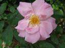 D2302 rose photo