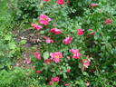 E0301 rose photo