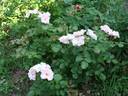 E0901 rose photo