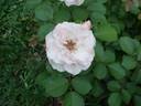 E0901 rose photo