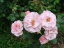 E0901 rose photo