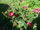 E1401 rose photo