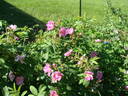 E2506 rose photo