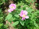 E2506 rose photo