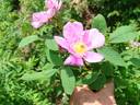 E2506 rose photo