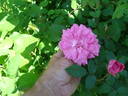 E2804 rose photo
