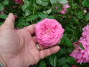 E2804 rose photo