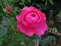 Debonnaire rose photo