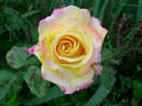 Flaming Beauty rose photo
