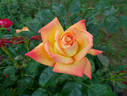 Goldstrike rose photo