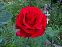 Habitat for Humanity rose photo