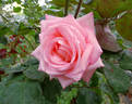 Belami rose photo