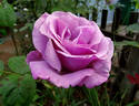 Blue Nile ® rose photo