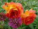Bolshoï rose photo