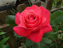 Maggie Barry rose photo