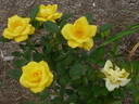 Texas rose photo