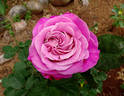 Elizabeth Taylor rose photo